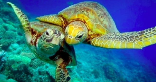 Un punct critic pentru oceanele noastre – semnați petiția pentru a ne salva oceanele