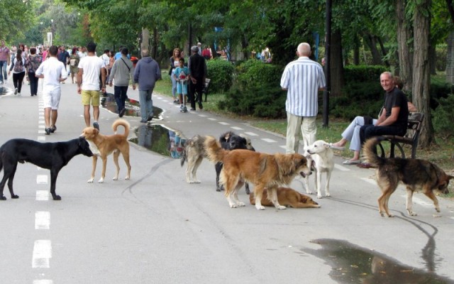 ”Specialistul în câini comunitari” Ionuț Pucheanu scumpește tarifele pentru prinderea maidanezilor