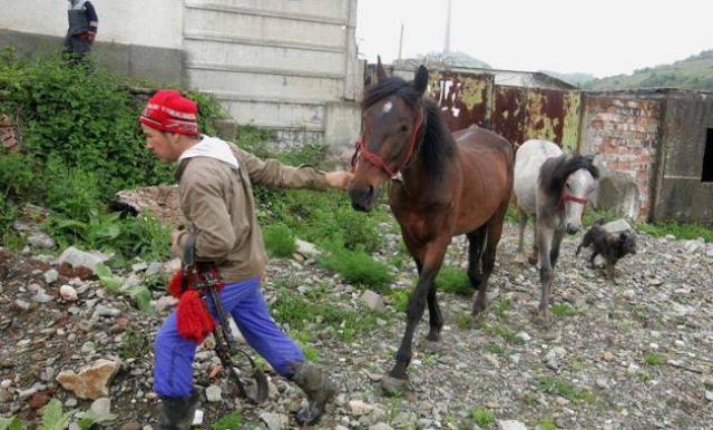 Autoritățile mimează că sunt șocate de apariția cărnii de cal în comerțul gălățean