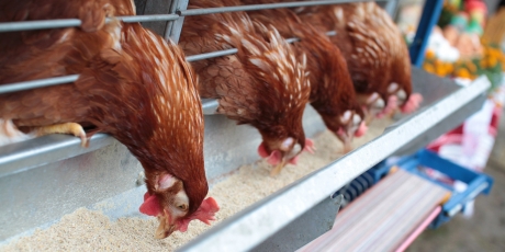 Crescătoriile industriale îndoapă animale perfect sănătoase cu antibiotice și ne pun tuturor viața în pericol