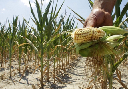 Fără apă de aproape patru luni - agricultura gălățeană este calamitată de secetă